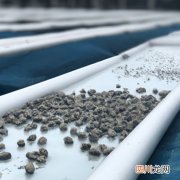 小石积好养吗 小石积养殖方法