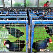 荷叶鸡家庭做法 荷叶鸡养殖方法