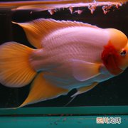白凤鹦鹉如何养 大白凤养殖方法