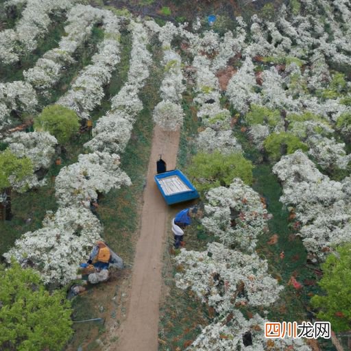凤梨花卉怎么栽培技术 樊梨花养殖方法