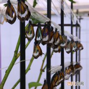 蛱蝶怎么养 带刺蝶养殖方法