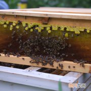 野外马蜂如何移养 野马蜂养殖方法