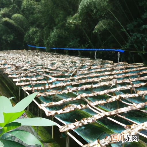 山竹核可以种吗 山竹核养殖方法