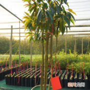 降糖树怎么吃 降糖树养殖方法