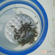 虫养殖技术 捕虫的养殖方法