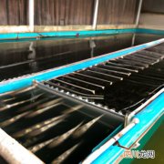 青石山在家里养有什么不好吗 青山石养殖方法