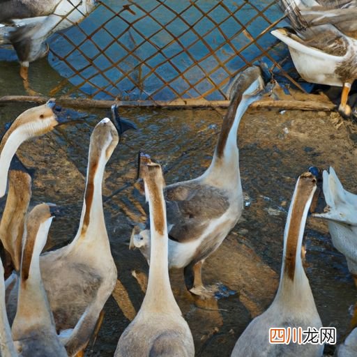 麻阳鹅做法 麻鹅的养殖方法