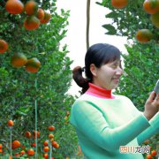 观赏桔树怎么养 观赏桔养殖方法