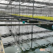 多肉植物罗宾怎样繁殖 罗宾花养殖方法