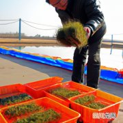 冬天牛毛草怎么种 冬毛草养殖方法