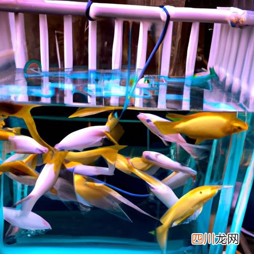 四角兽养殖方法视频 四角兽养殖方法