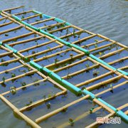 蝎子养殖实用技术 蝎子苗养殖方法
