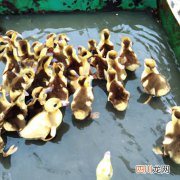 洋鸭怎么养殖技术 小羊鸭养殖方法