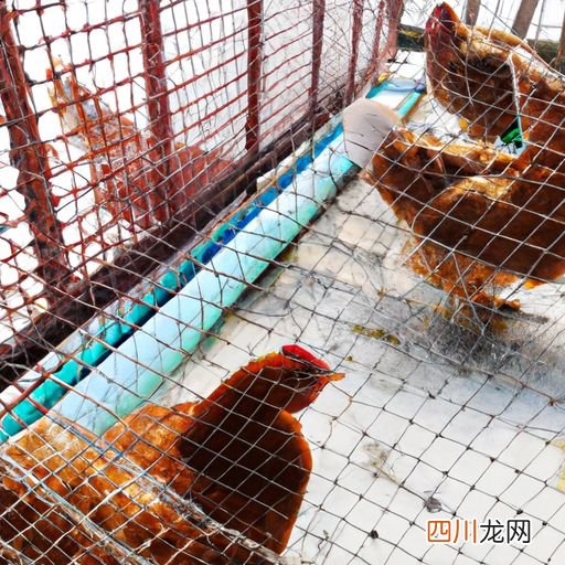 养鸡的养殖技术 养种鸡养殖方法