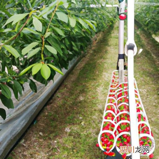 樱桃子种植方法 樱桃子养殖方法