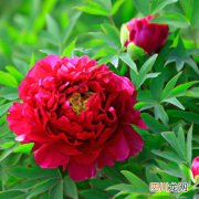 赤芍的栽培技术 赤芍的养殖方法