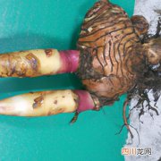 火炬养殖方法和注意事项 火炬姜养殖方法