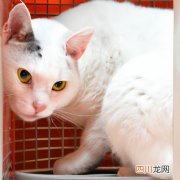 白龙猫和白龙猫能生吗 白龙猫养殖方法