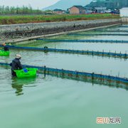 钻纹苗可以深水养吗 钻纹苗养殖方法