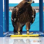 赤腹鹰怎么养 蜜袋鹰养殖方法