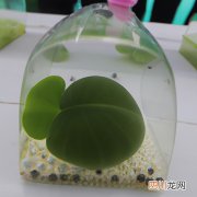 玉珠盆景如何养 玉珠花养殖方法