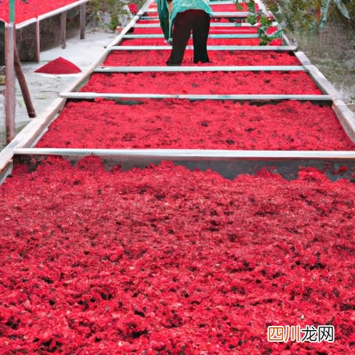 红冬梅怎么养 红雪梅养殖方法