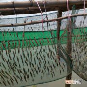 沙柳怎么养 褐柳的养殖方法