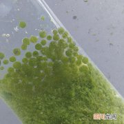 小球藻培养基制备与培养 小球藻用什么培养基？