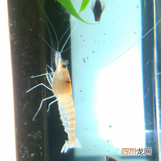 白对虾怎么养 养白对虾什么土质好？