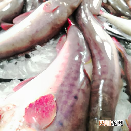 金鱼腮部变白是怎么回事 鱼的腮变白是什么病？