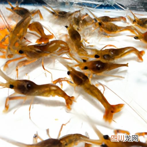 一斤种虾能产多少虾苗 2017年什么虾苗？
