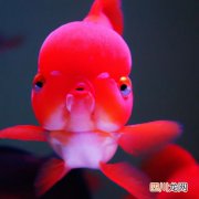 赤道鱿鱼产地哪里 赤道鱿鱼是什么意思？