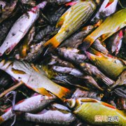 鲳鱼什么样 什么地方产的鲳鱼好？