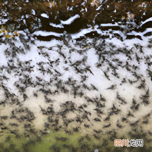 虾塘水中有好多小虫好不好 虾塘有小虫用什么药？