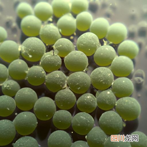 小球藻怎么繁殖后代 小球藻是用什么繁殖？