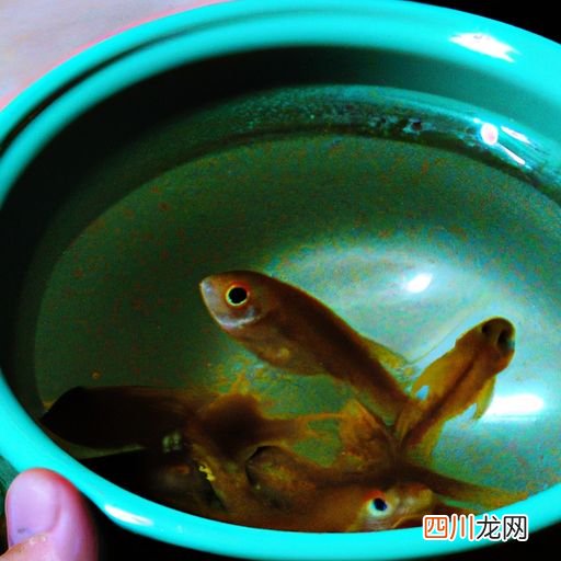 家里养泥鳅要多少水 家里养泥鳅用什么水？