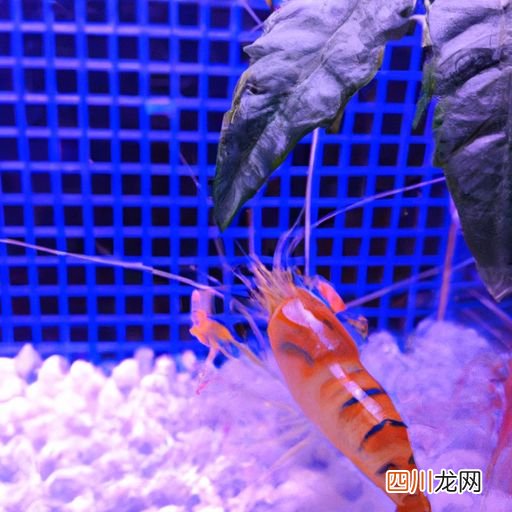 普瑞茂虾苗 普利茂虾苗怎么养？
