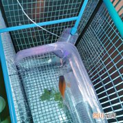 红鳟鱼怎么养殖 金鳟鱼网箱怎么养？