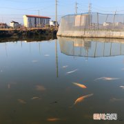 有鱼池塘怎样消毒最好 混养鱼塘怎么消毒？