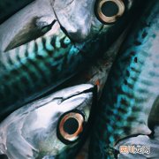 鲯鳅是什么 青鳅和圆鳅怎么看？