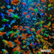 多宝鱼的鱼肚子在哪里 多宝鱼肚子什么颜色？
