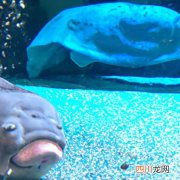 河豚跟什么鱼可以混养 河豚能和什么鱼混养？