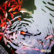 鱼塘水怎么样的水是肥 水塘水肥养什么鱼好？