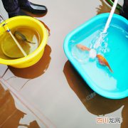 花鲢鱼用什么来喂养 养殖花鲢鱼喂什么料？