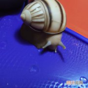 防治螺原体药物 螺原体对什么药敏感？