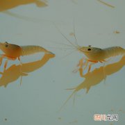 海边的虾是什么品种 池塘里的虾什么品种？