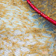 摘网皮皮虾 皮皮虾用什么网捕捞？