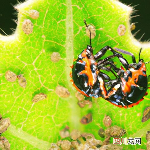车轮虫爆发原因 轮虫爆发是什么样子？