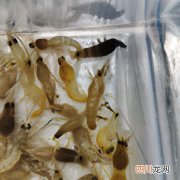 虾池杀虫用什么药 虾圹杀虫用什么药好？