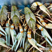 湖北省龙虾养殖规模扩大的原因 湖北省什么县养龙虾？